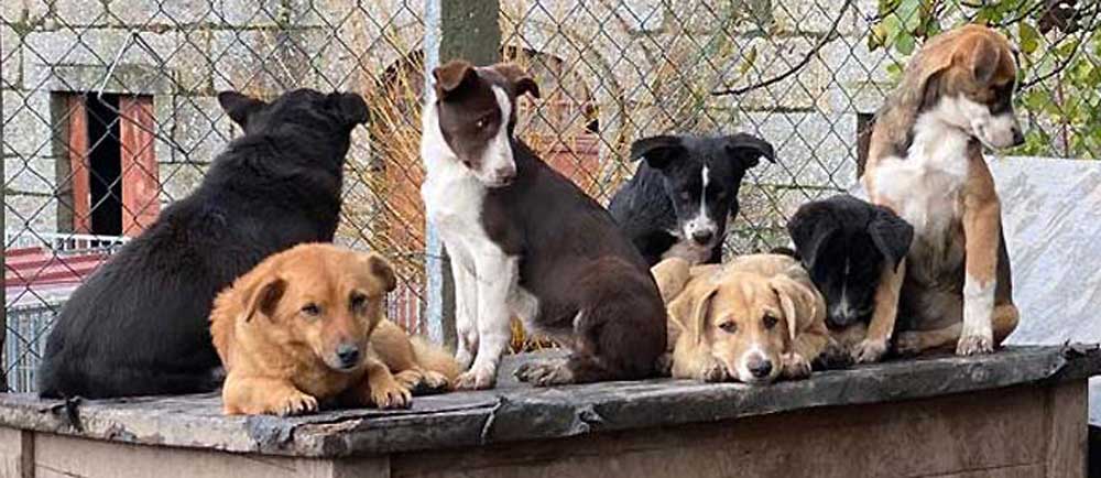 Honden in Portugal voor adoptie