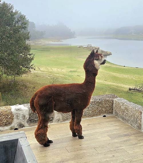 alpaca