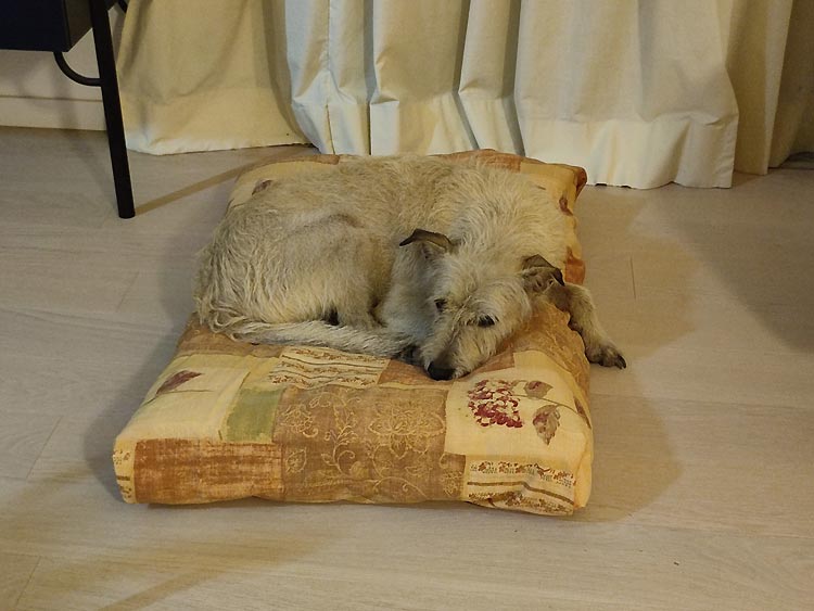 Handgemaakte Hondenbedjes