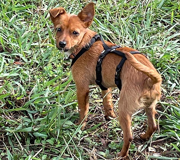 Handgemaakte Hondenveiligheidstuigje