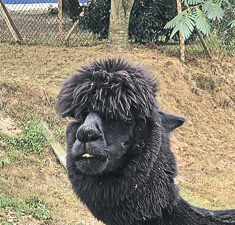 Cody, en van de alpaca's